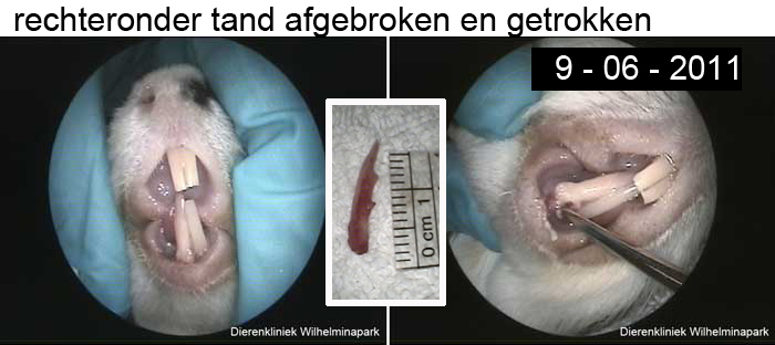 eencavia met een afgebroken tand rechtsonder, deze wordtgetrokken